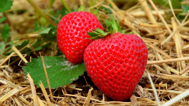 strawberries, berries, grass, ripe, close-up, 4k