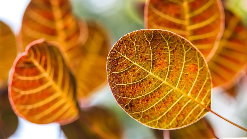 leaves, autumn, blur, 4k