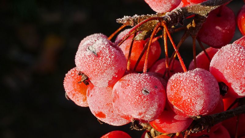 rowan, berries, frost, 4k