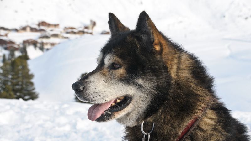dog, muzzle, winter, snow, 4k
