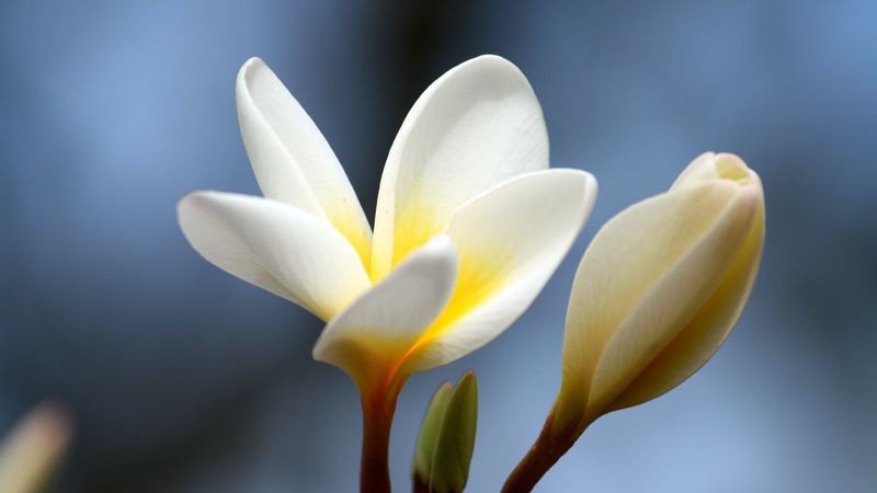 plumeria, flower, bud, close-up, 4k