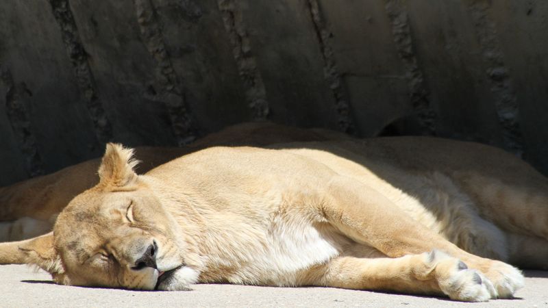 lion, lioness, predator, sleeping, 4k
