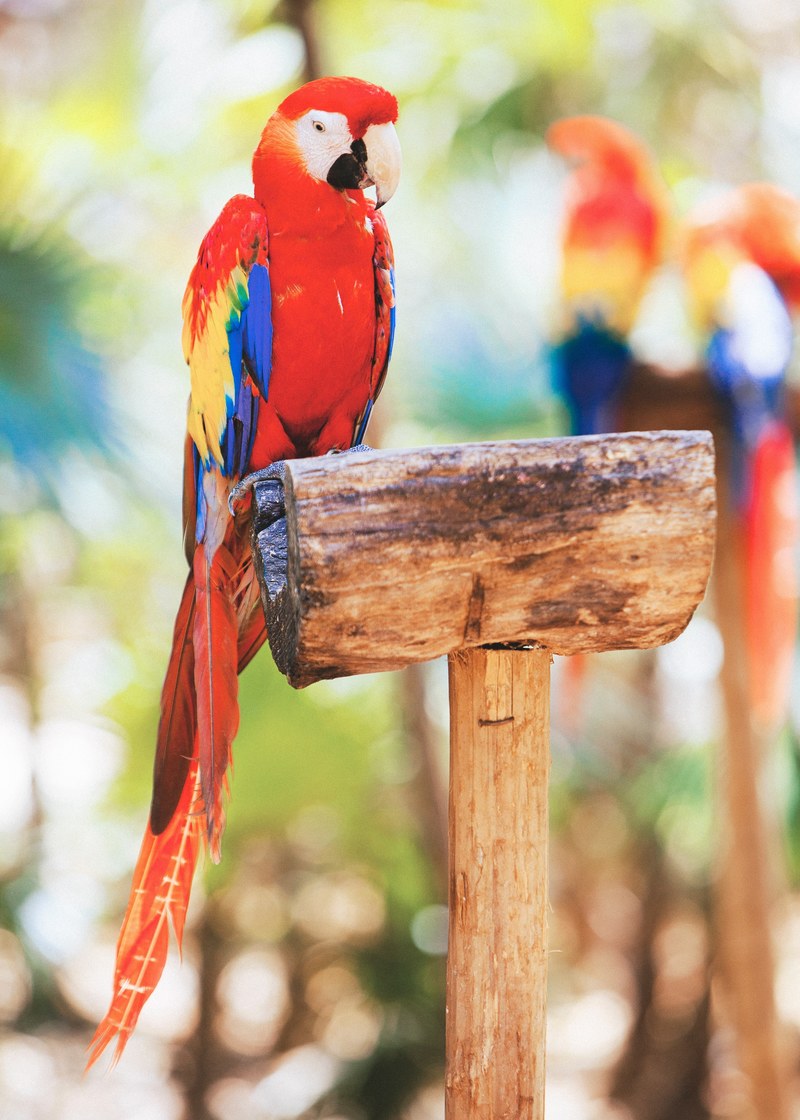 lorikeet parrot macaw and perched hd, 4k