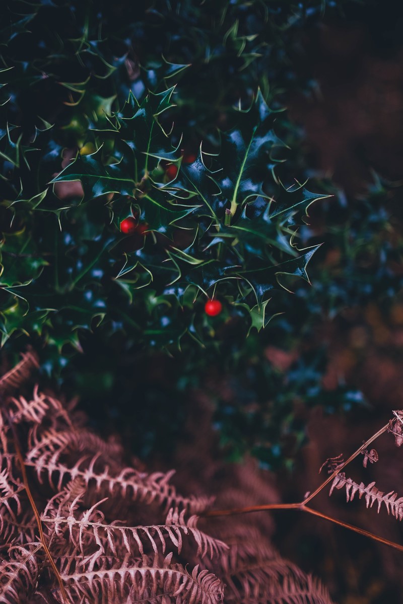 nature holly berry berry and holly hd, 4k