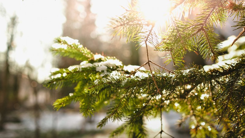 sun shines through the snowy branch of an evergreen tree, sun on evergreen branch 4k