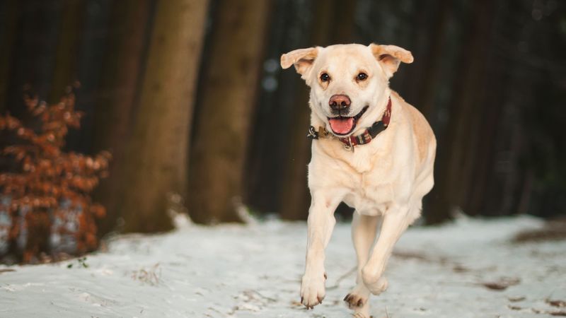 labrador, dog, snow, run, 4k