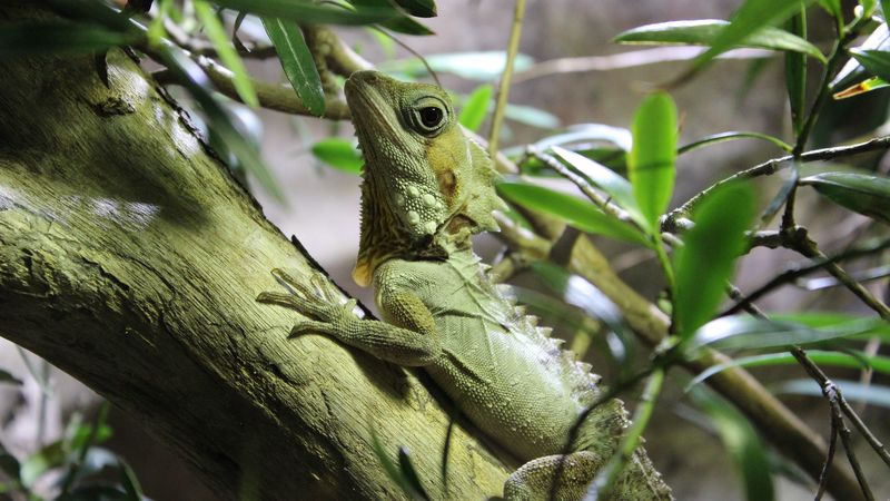 lizard, reptile, branch, climb, 4k