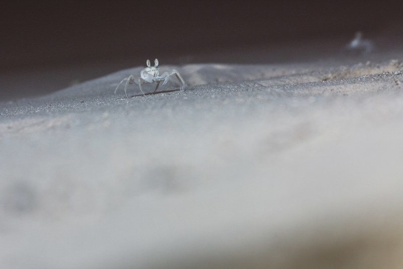 macro nighphotography and crab 4k