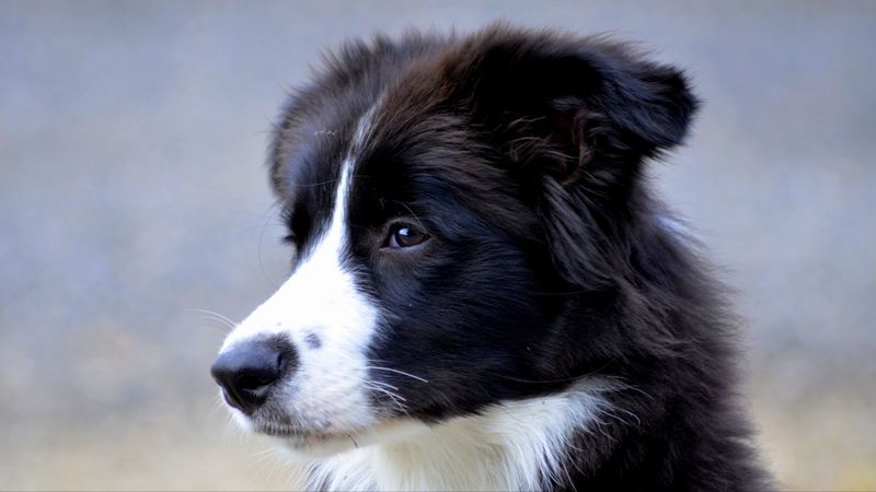 british shepherd, dog, muzzle, 4k