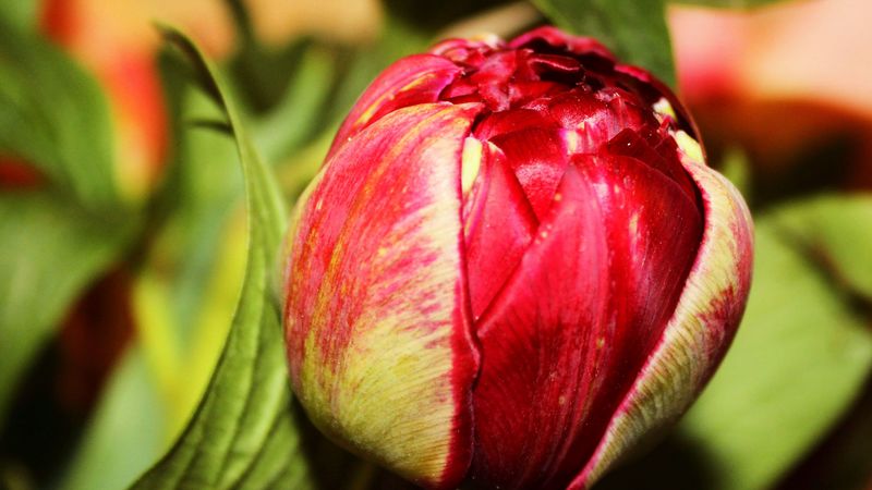 tulip, bud, flower, petals, 4k