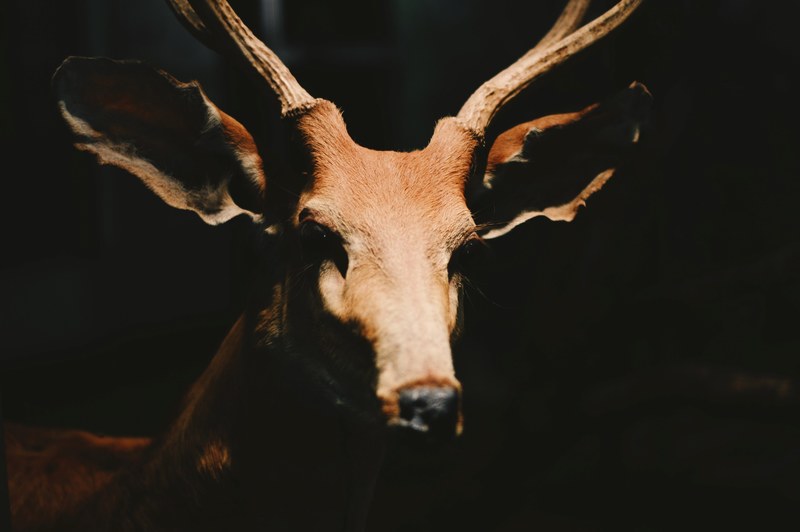 stag antler deer and wildlife 4k