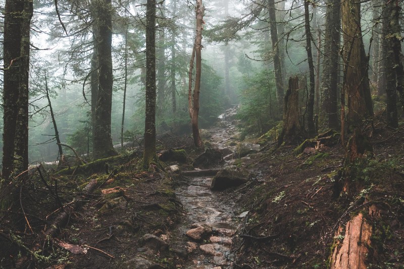 a small rocky creek in a forest on a foggy day, misty forest creek 4k