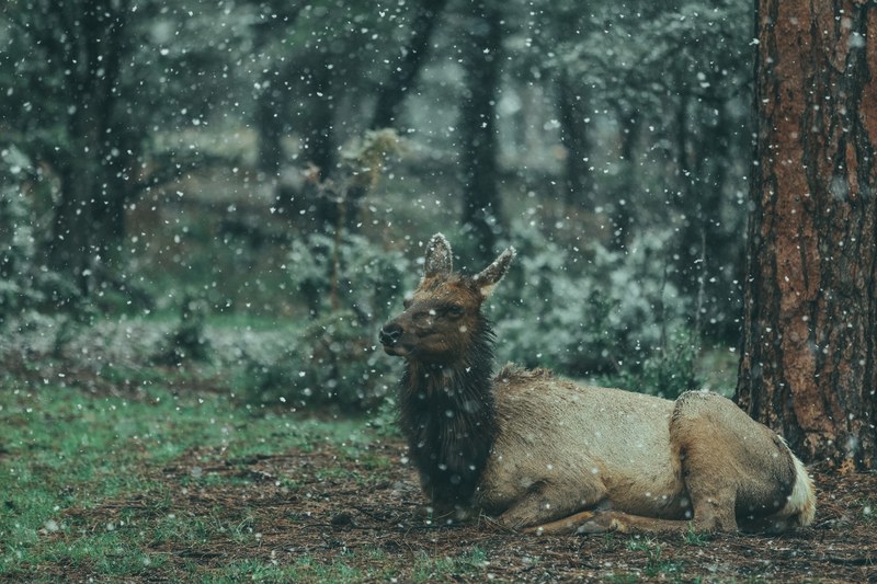 its snowing on the elk and other animals at grand canyon village, my new friend the elk 4k
