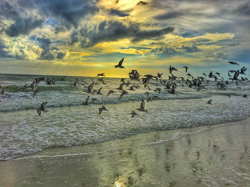 flock of birds flying from the sand coastline at fort myers beach florida united states, flock of birds flying 4k