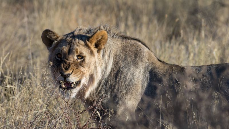 lion, big cat, anger, aggression, 4k