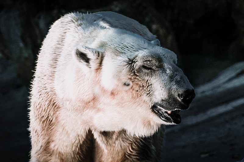 polar bear with half closed eyes and wet fur in a dark cave in bronx zoo, polar bear in cave 4k