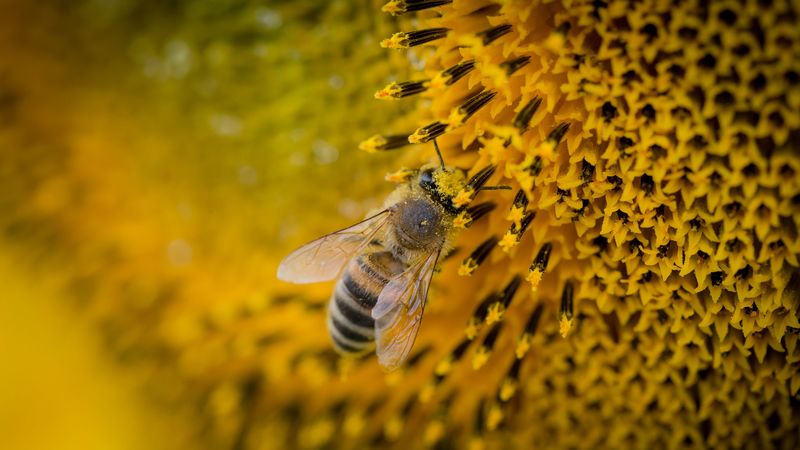 bee, sunflower, pollination, 4k