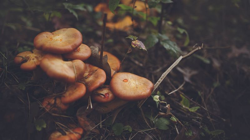 mushrooms, leaves, grass, 4k