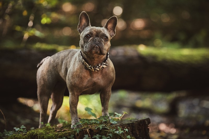 dog pet puppy and pup 4k