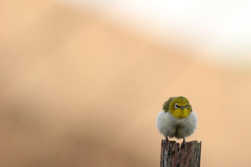 bird japanese white eye wildlife and perch 4k