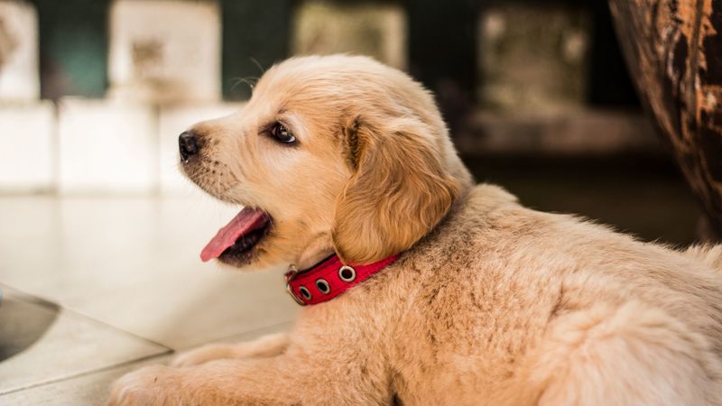 golden retriever, puppy, lying, collar, 4k