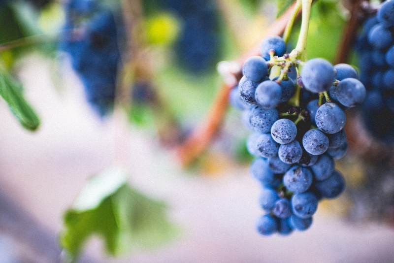 grape fruit grapevine and vine 4k