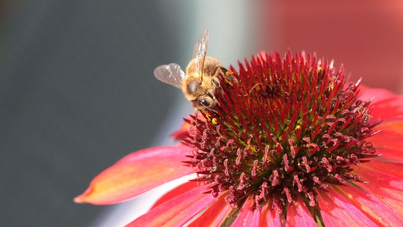 bee, echinacea, flower, pollination, 4k