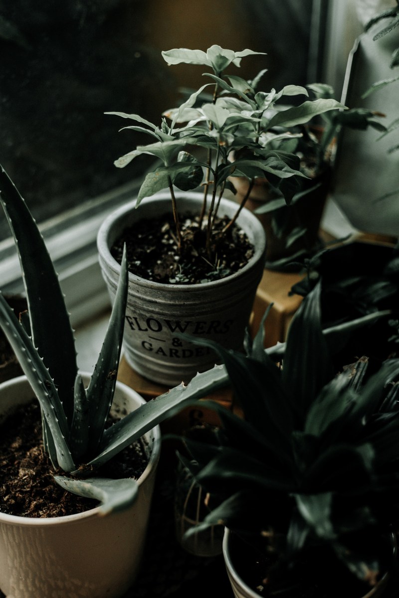 plant stem aloe and natue hd, 4k