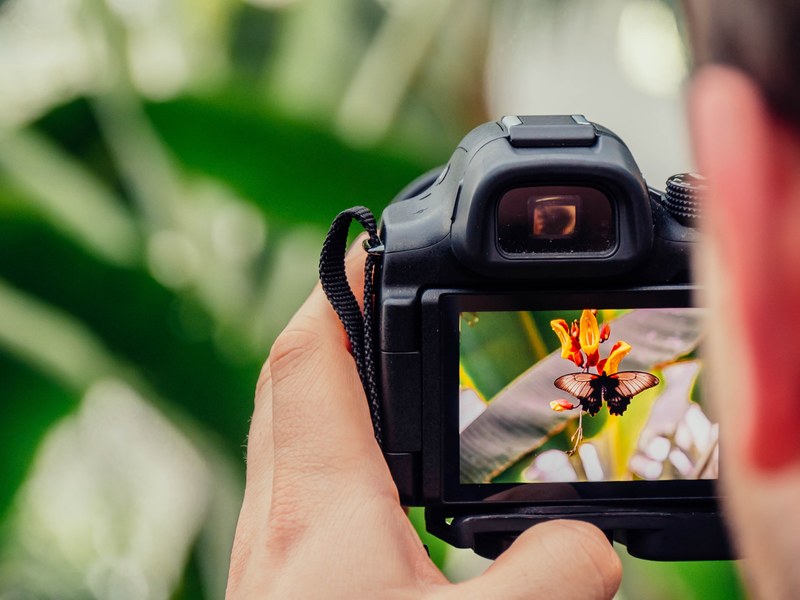 butterfly photography photographer and dslr 4k