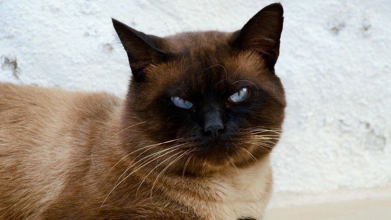 siamese cat, cat, muzzle, beautiful, 4k
