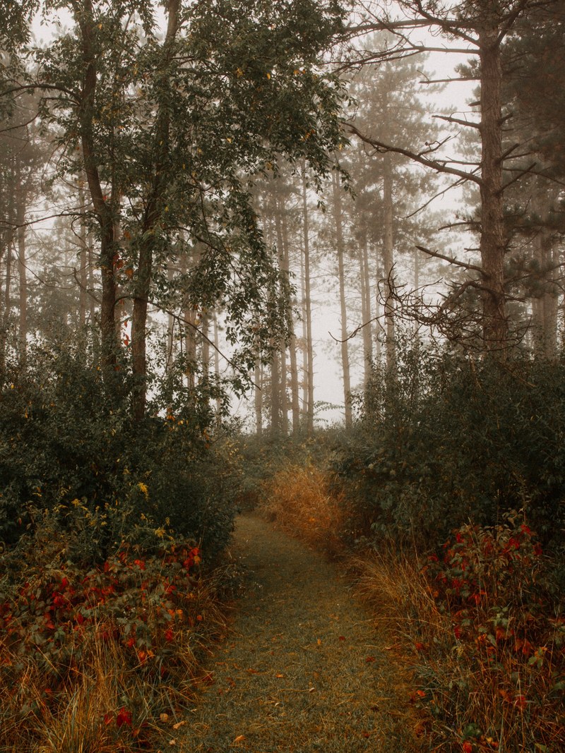 morning fog in the woods 4k