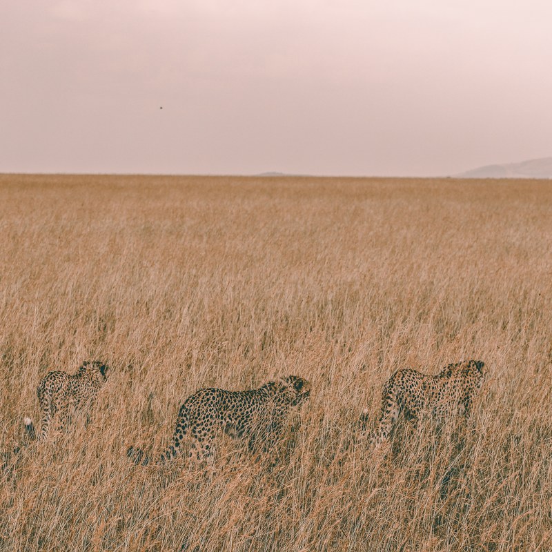 brothers on the hunt 4k