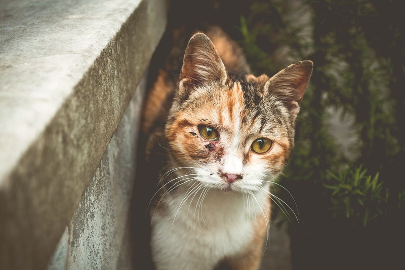 istanbul cats on the street 4k