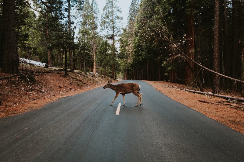 a deer crossing an asphalt road in yosemite national park, deer crossing 4k