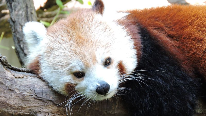 red panda, lesser panda, lies, muzzle, 4k