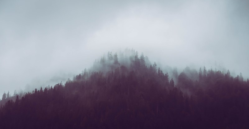 mountain tree forest and woodland 4k