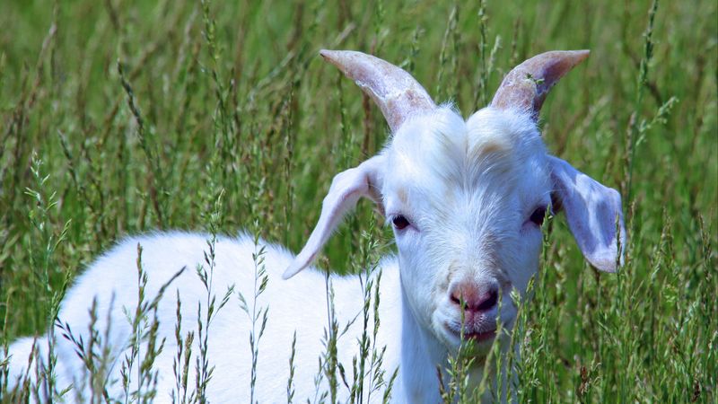 goat, cub, grass, walk, 4k