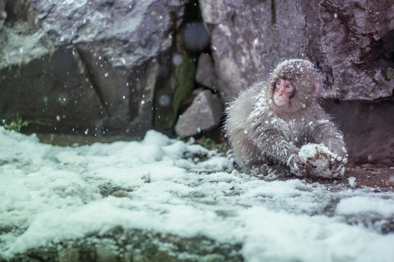 a monkey playing with a stone in the snow around a rock mountain in nagano, wild youth 4k