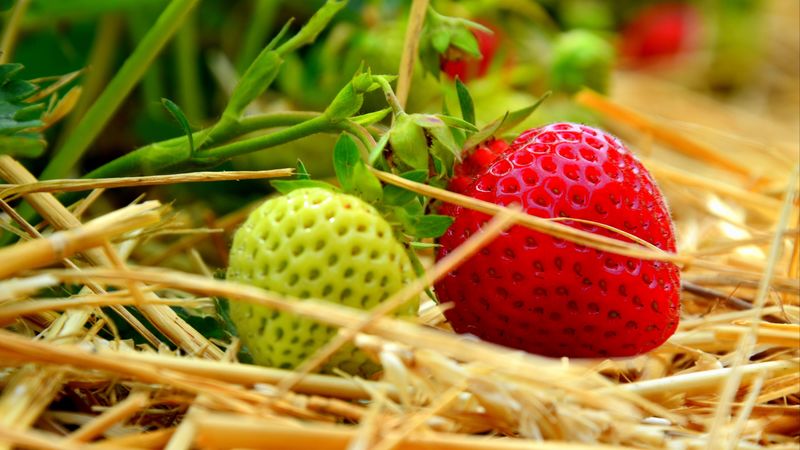 berries, strawberries, ripening, 4k