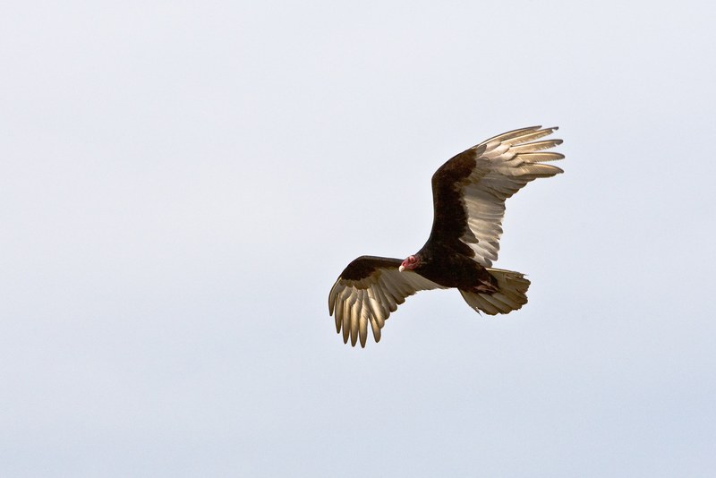 a turkey vulture with its wings outstretched against the pale blue sky, turkey vulture in flight 4k