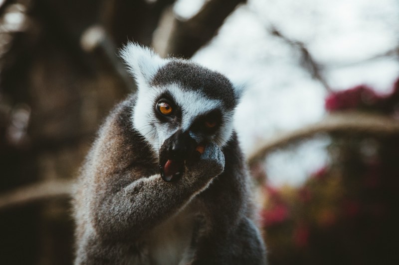 lemur animal zoo and wildlife 4k