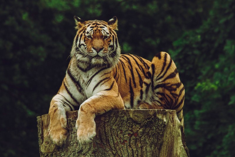 tiger sitting atop thick tree stump with dense green trees behind knuthenborg safaripark, siberian tiger chillin on his log 4k