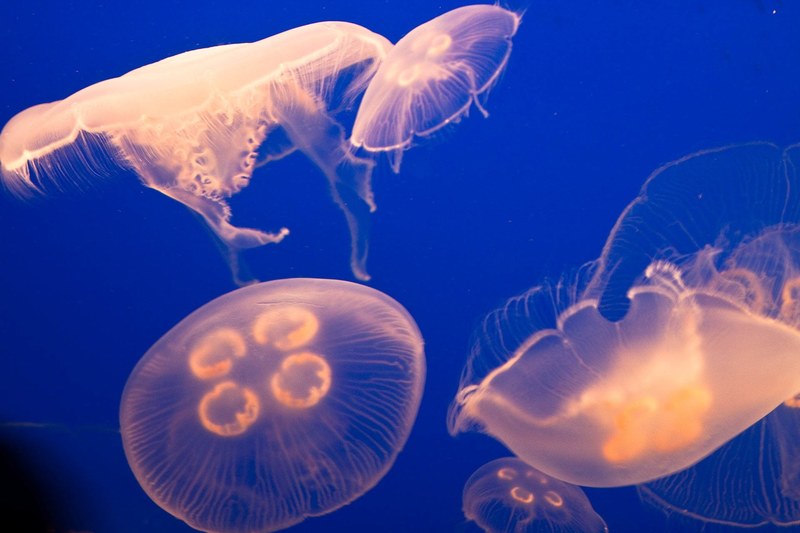 jelly fish bright sea life and sealife 4k