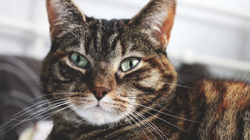 cat, muzzle, striped, home, 4k