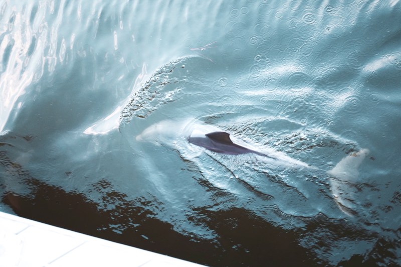 dolphin tampa blue and ocean 4k