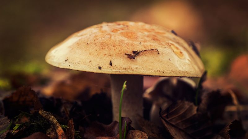 mushroom, close-up, autumn, foliage, 4k