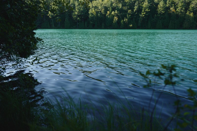 forest green tree and blue 4k