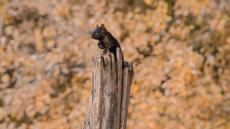 squirrel, sit, fright, 4k
