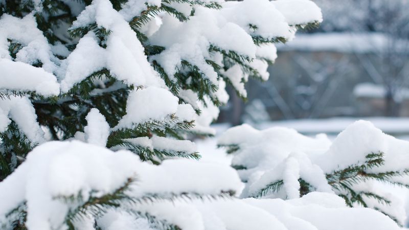spruce, snow, winter, branches, 4k