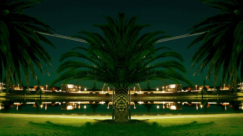 night palm palm tree and reflection 4k